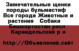 Замечательные щенки породы бульмастиф - Все города Животные и растения » Собаки   . Башкортостан респ.,Караидельский р-н